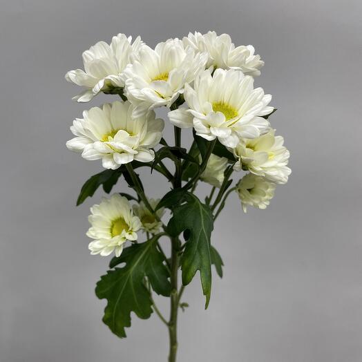 Хризантема сантини белая