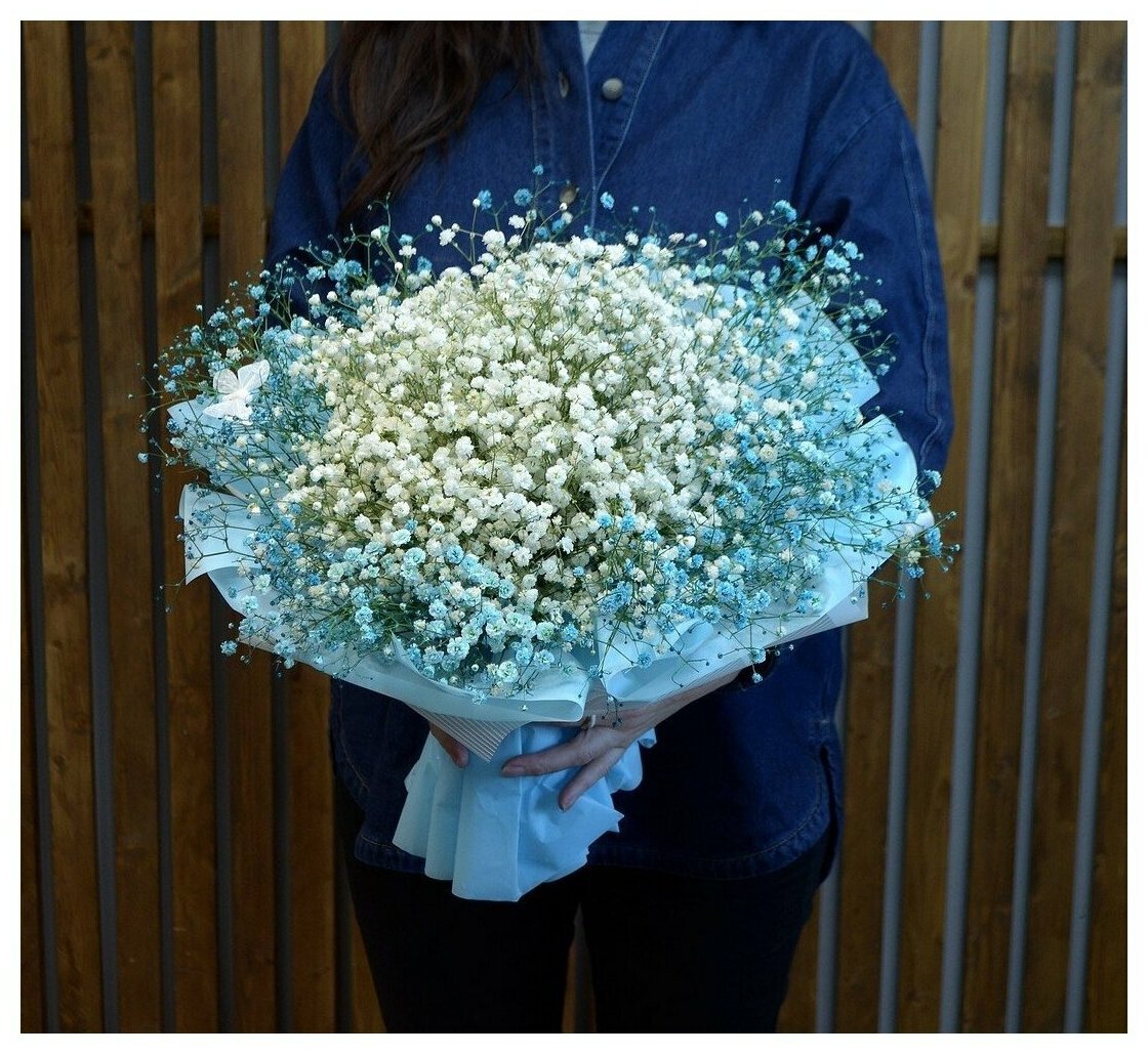 11 гипсофила