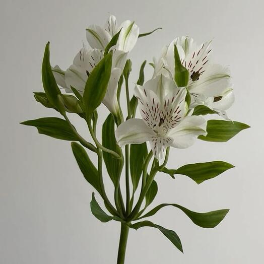 Охапка стойких белых альстромерий