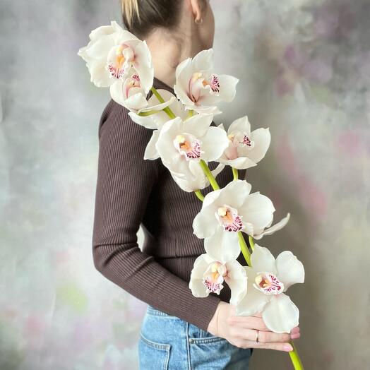 Ветка орхидеи