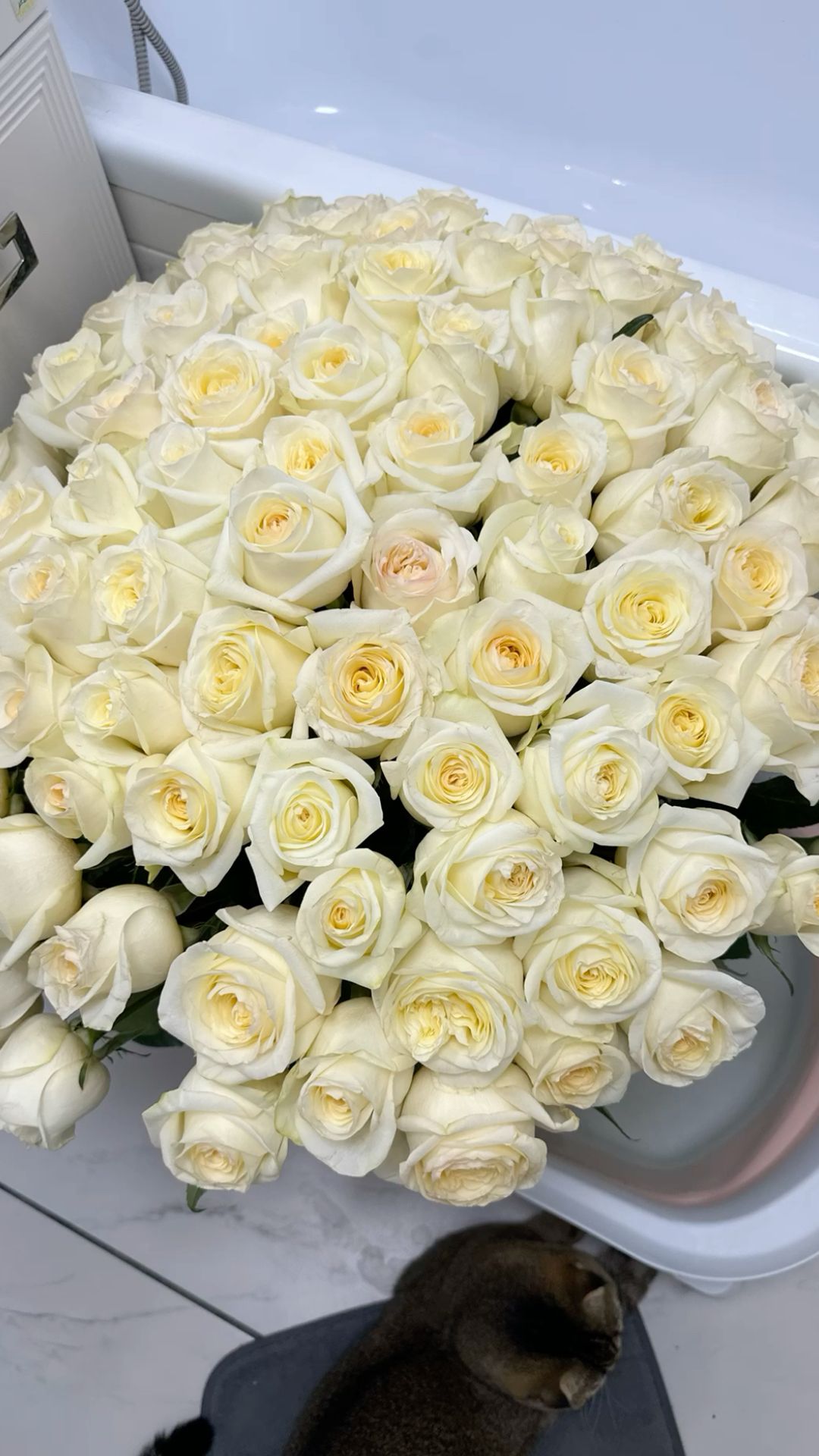 101 White Roses Elite