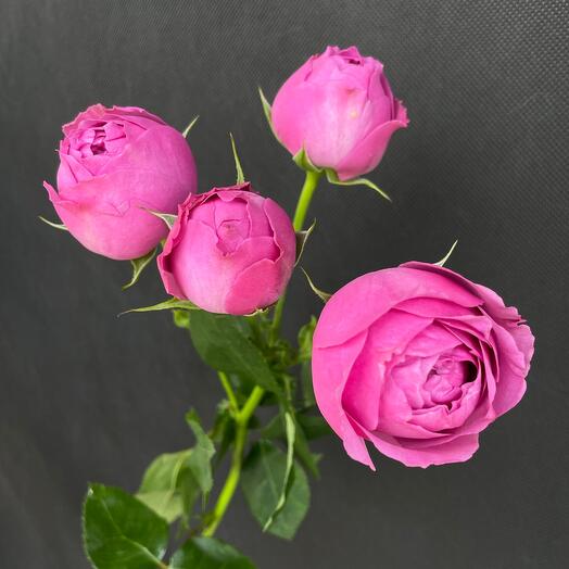 Punovid bush rose Misty Babble