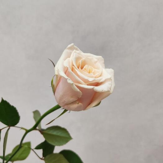 Roses cream talei 50 cm