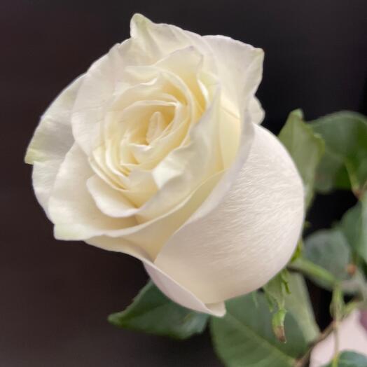 Роза Мондиаль  70 см