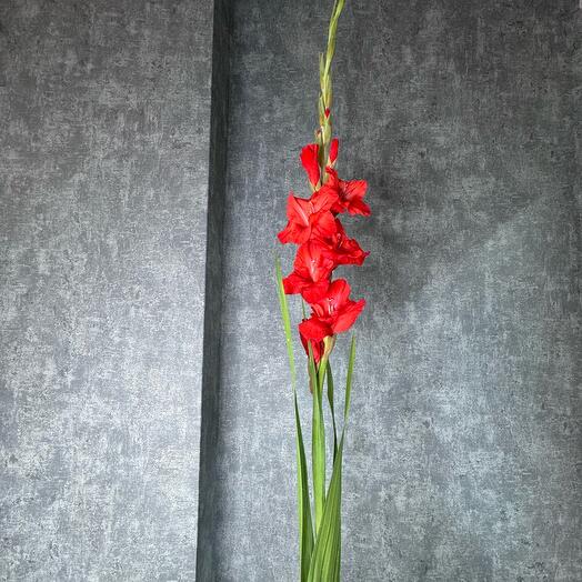 Гладиолус красный