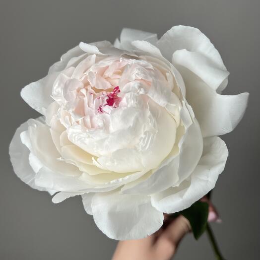 White peony