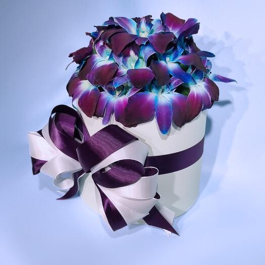 Дендробиум в шляпной коробке (М)