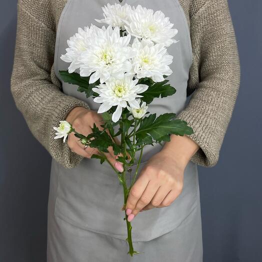 Кустовая хризантема