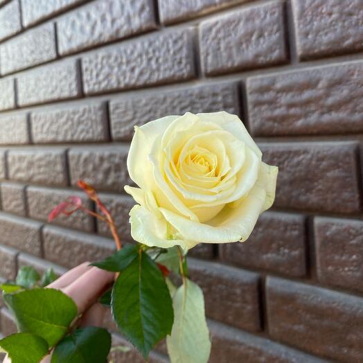 Белая Роза 50см