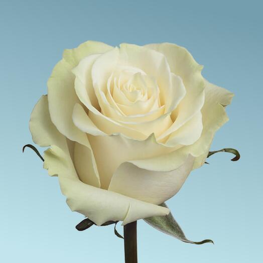 Роза белая mondial 60 см