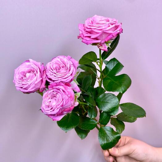 Rose is a bush pionoid