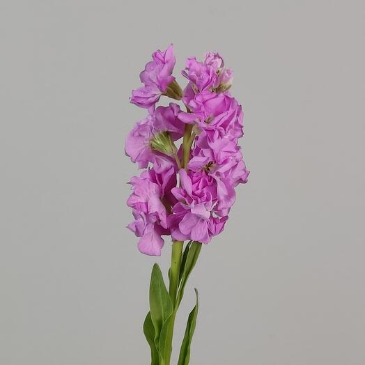 Pink one -headed mattiol