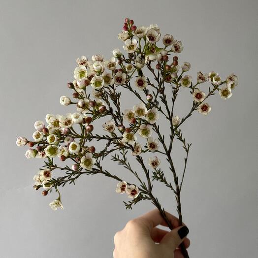 Ароматный вакс