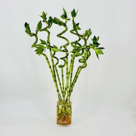 Bamboo cash flush bouquet 70 cm 9 pcs