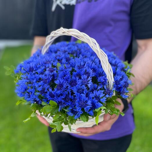 Basil in the basket 💙🤍