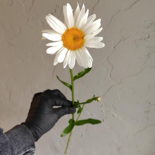 Ромашки крупные