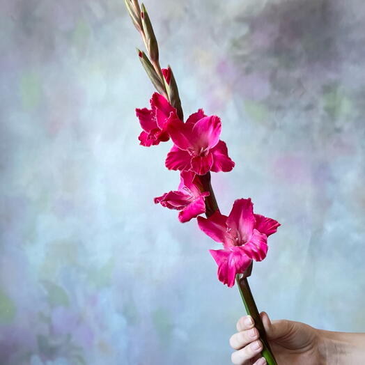 Гладиолус малиновый