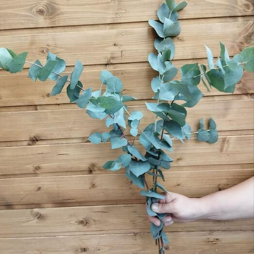 Eucalyptus Sineria (3pcs)