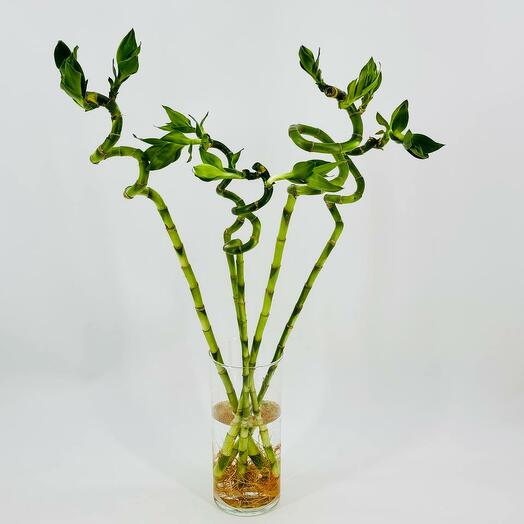 Happy money bamboo 70 cm 5 pcs