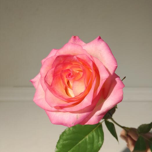 Роза Джумилия Россия 60см