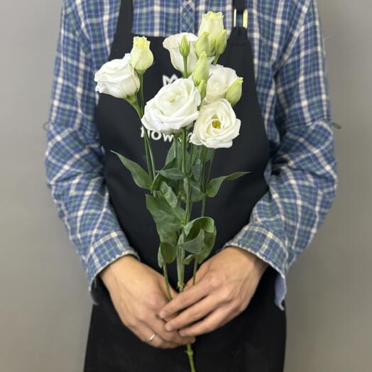 Белая эустома