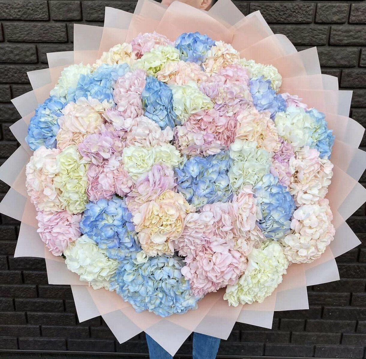 51 гортензия