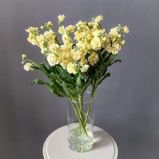 Маттиола ароматная кустовая , 5 шт