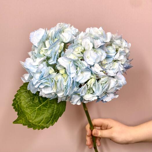 Hydrangea is blue