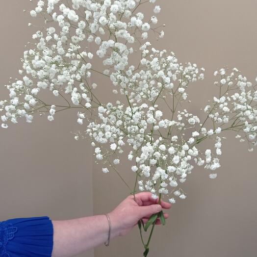 Gypsophila is white