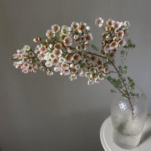 Хамелациум белый