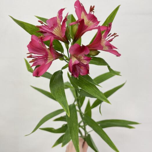 Alstromeria MIX (from 15 alstrient)