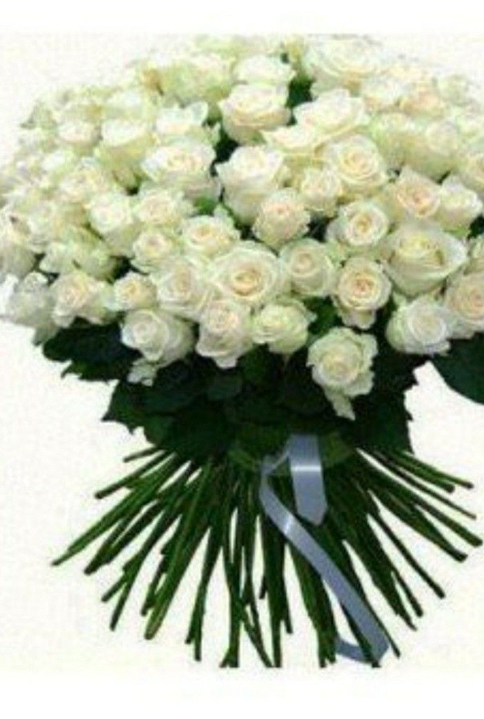101 розы белые прекрасные