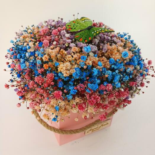 7 gypsophil of blue, raspberry, orange in the box