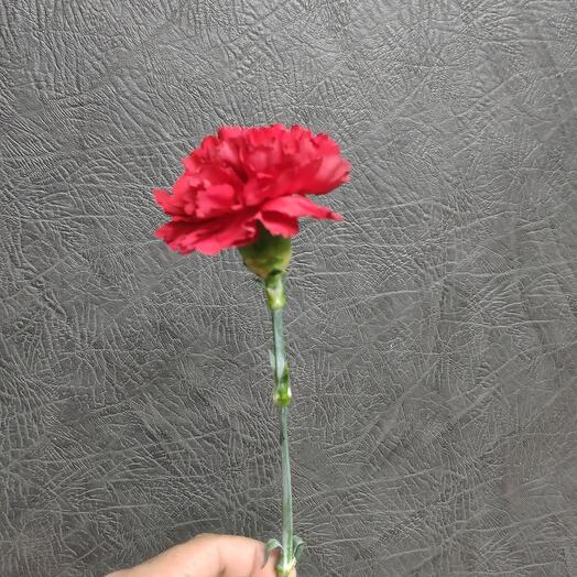 Carnation