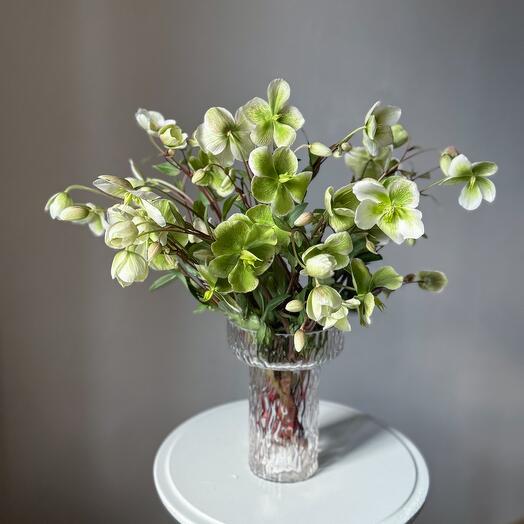 Heleborus in the interior