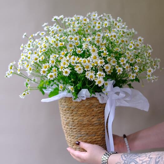 Basket of daisies FB325