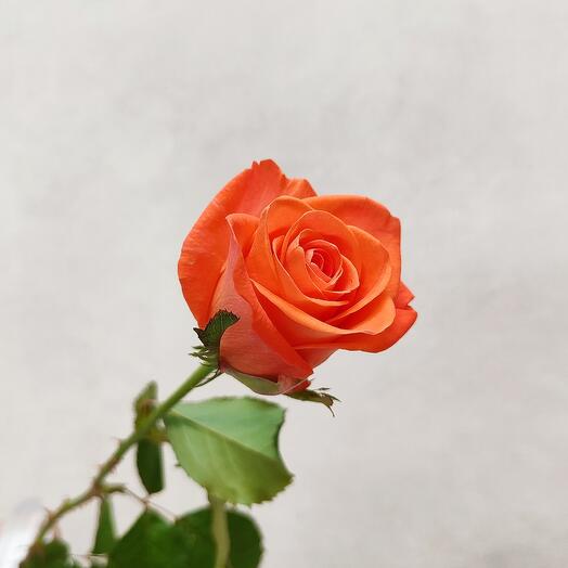 Розы оранжевые Вау 50 см