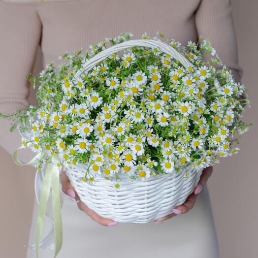 A basket with a bush chamomile and tlaspia. Basket 213 Flowering Palm