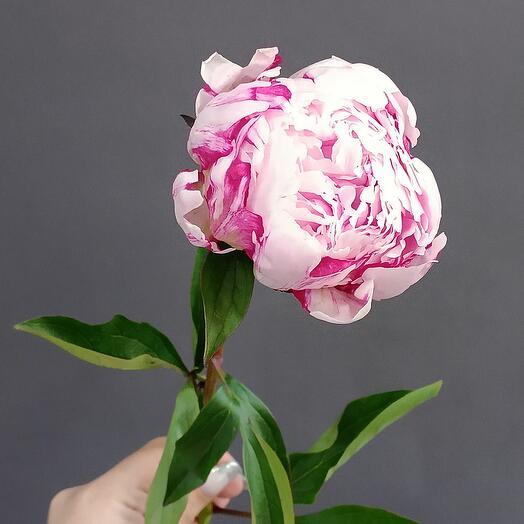 Пион розовый