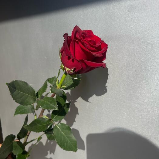 Rose 🌹🌹🌹EXPLORER 60-70cm