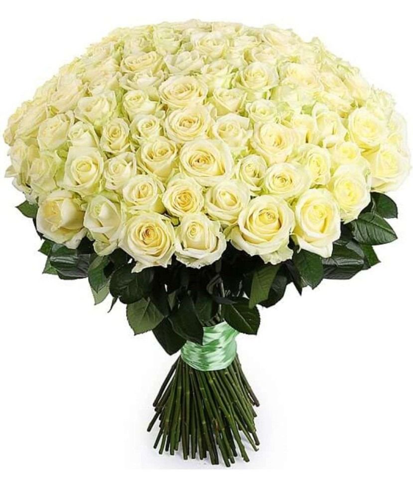 101 White Roses Premium