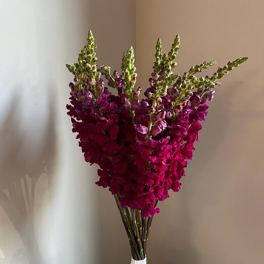 Букет из 15 фиолетовых антирринумов левкоев