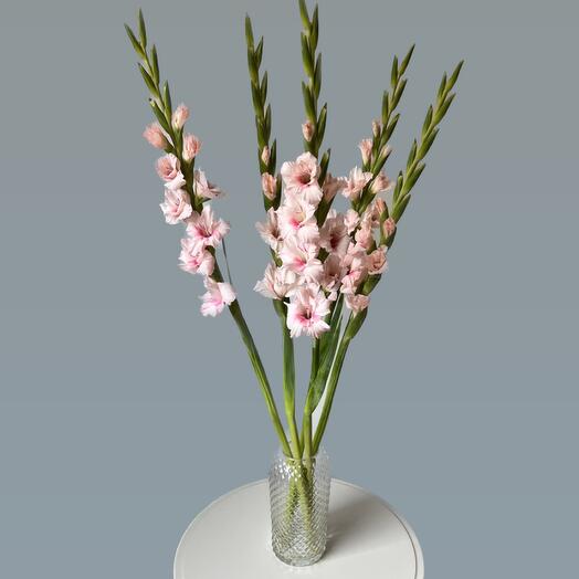 Гладиолусы