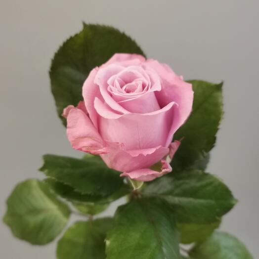 Роза Миритим 50 см