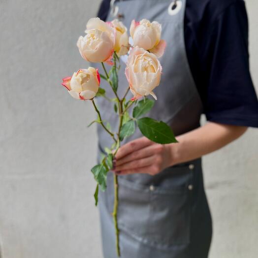 Pionovid bush rose "Princess Giyuk"