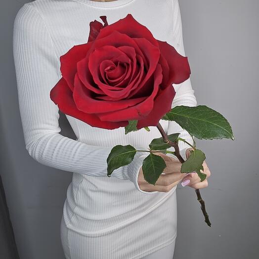 Rose Ecuador 100 cm