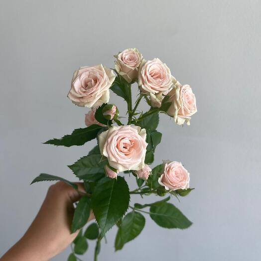 Роза кустовая сорт «Лидия» 50см