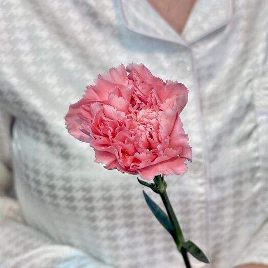 Розовая гвоздика / диантус 🎀