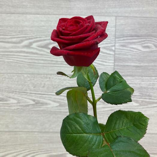 Роза Рэд Наоми