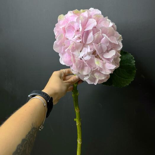 Розовая гортензия Голландия ♥️